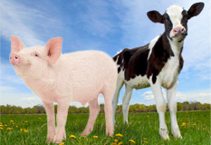 cow&pig