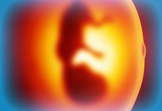 placenta